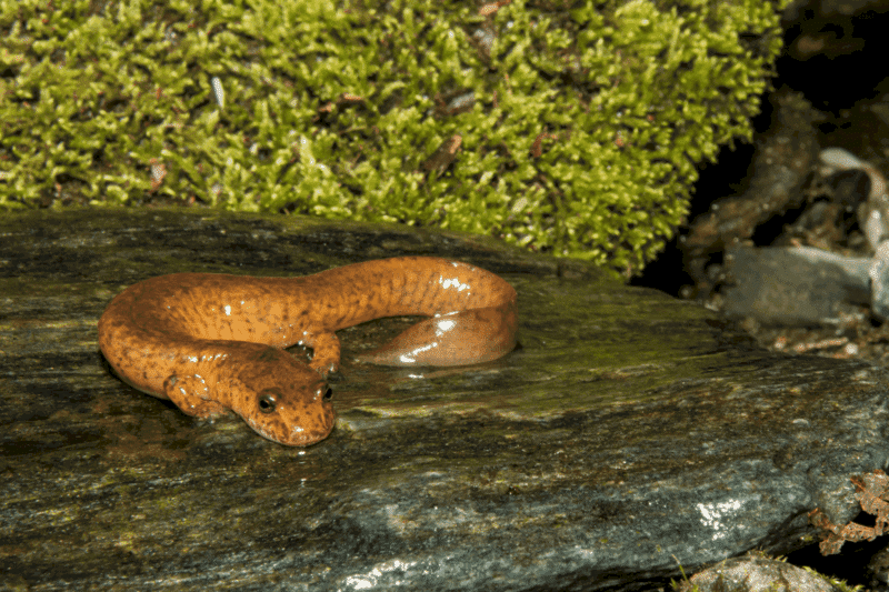 7. salamandra de primavera