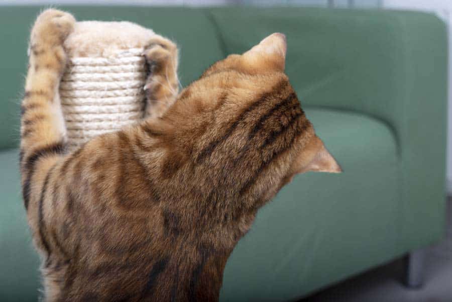 4 Soluciones para evitar que tu gato arañe los muebles_1